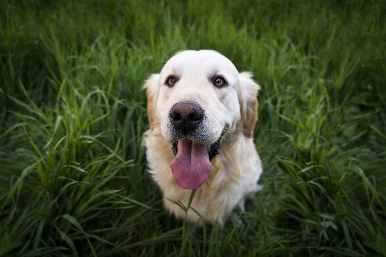 Home Security: How a Dog Can Help